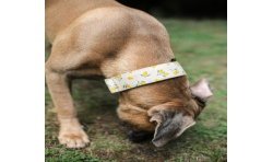 Lemon Limited Edition - obroża półzaciskowa