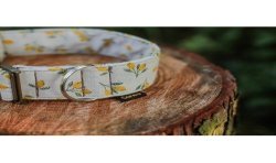 Lemon Limited Edition - szeroka obroża