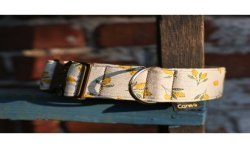 Lemon Limited Edition - szeroka obroża