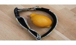 Lemon Limited Edition - obroża na zatrzask