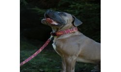 Christmas Cookies - Obroża na zatrzask